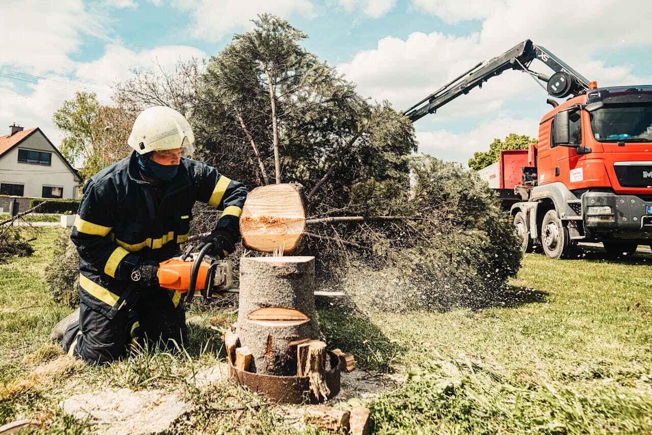 Large Tree Removal